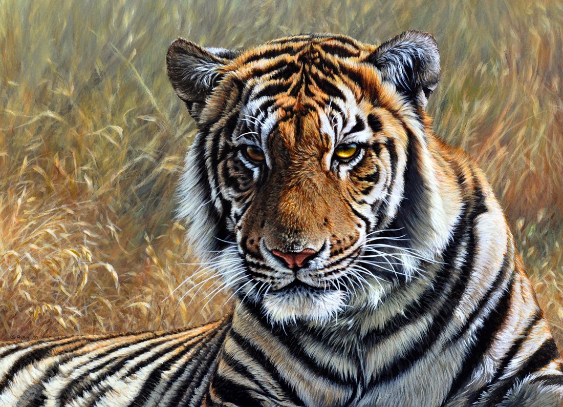 balinese tiger drawing